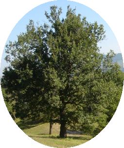 quercia